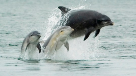 dolphin free